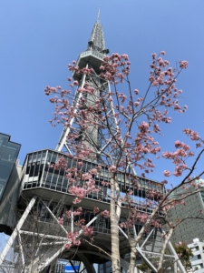 テレビ塔の桜
久屋大通公園
中部電力ミライタワー
MIRAI TOWER