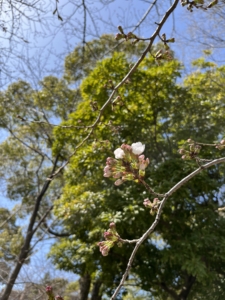 鶴舞公園
つるまこうえん
桜
開花