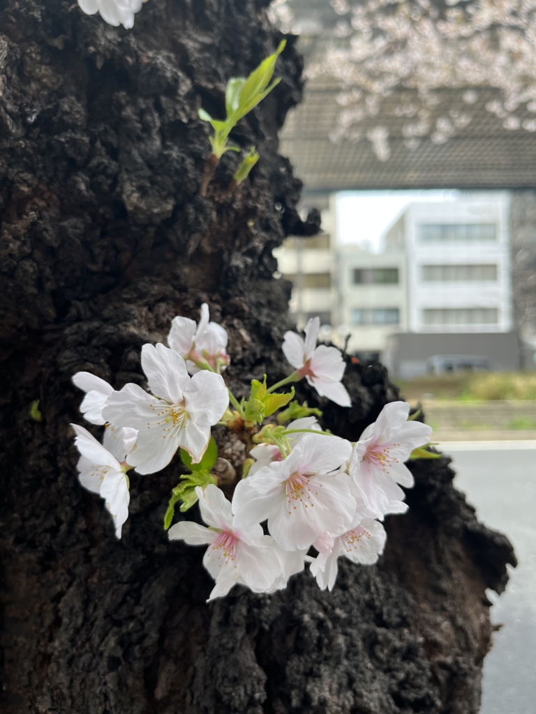 桜
東海テレビ