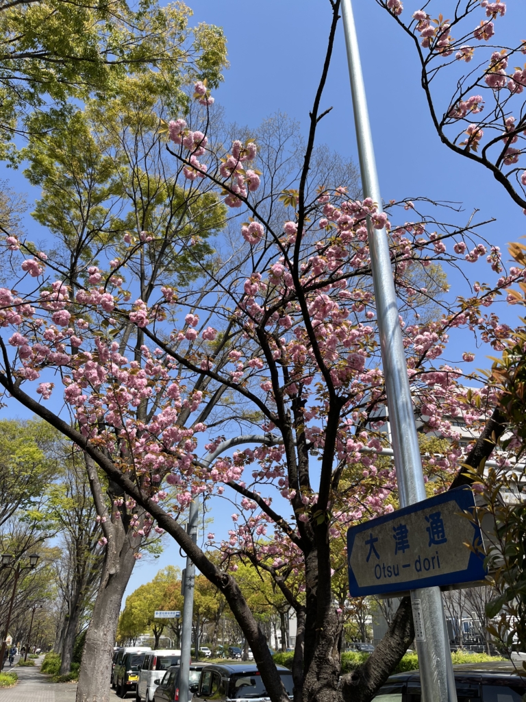 大津通
桃の花